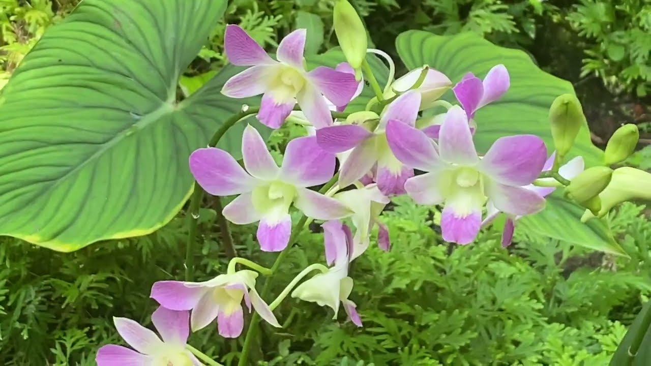 National Orchid Garden at Singapore Botanic Gardens  ( 1/ 2 )