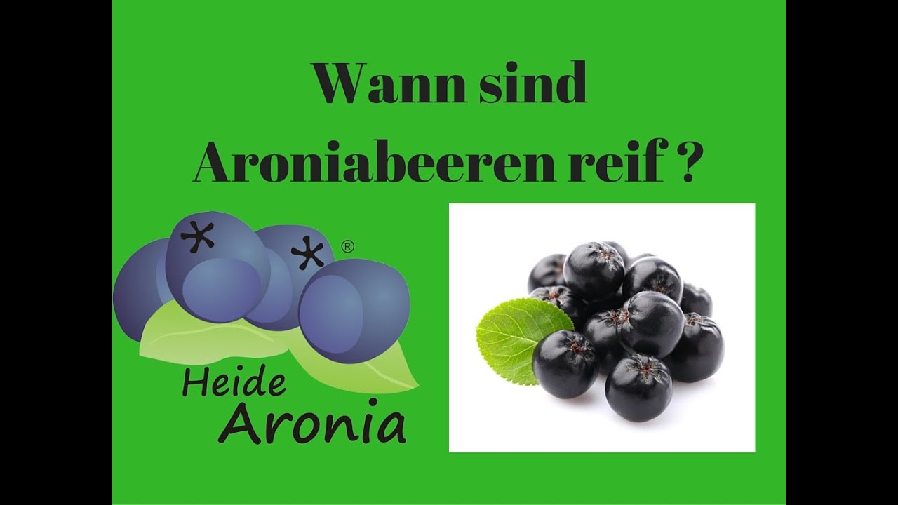 ⭐⭐ Wann sind Aroniabeeren reif - Der richtige Aronia Erntezeitpunkt ist sehr wichtig ⭐⭐