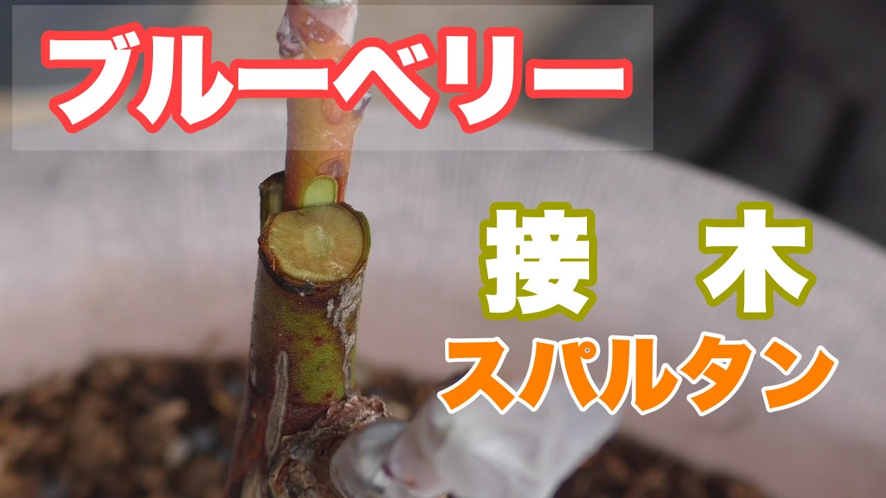 ブルーベリー　接木　スパルタン