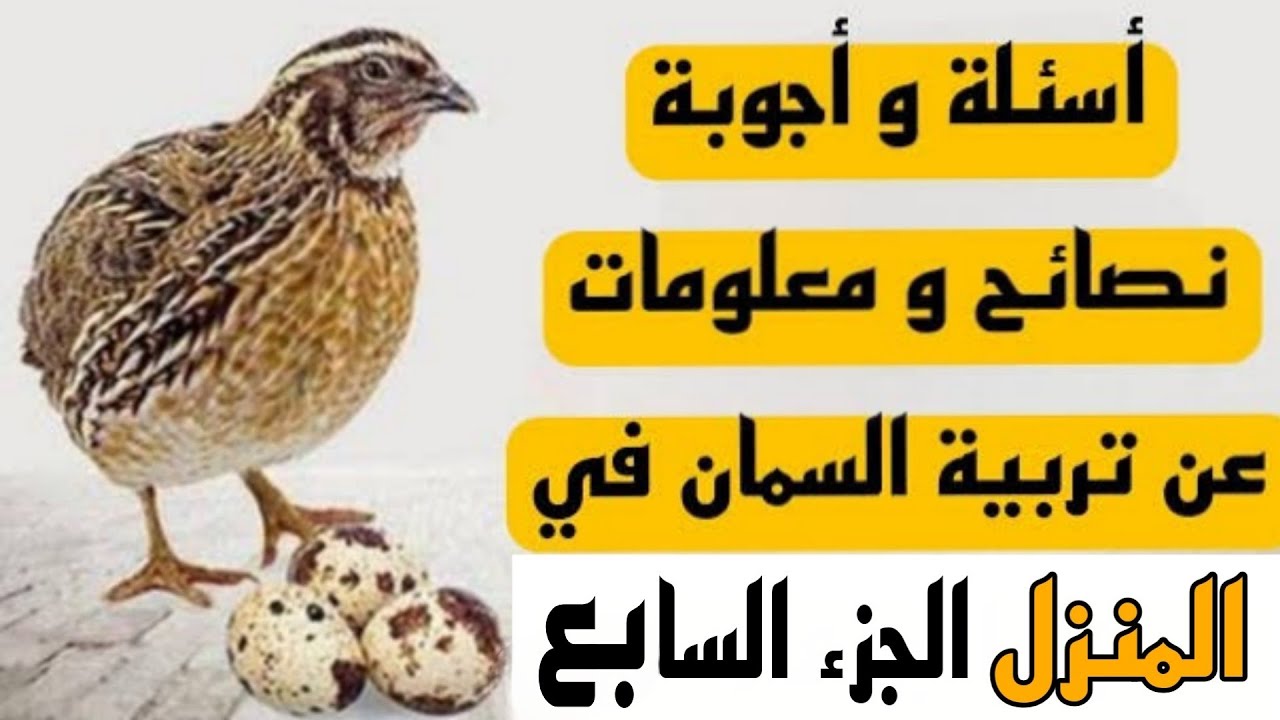 أسئلة و أجوبة نصائح و معلومات عن تربية السمان في المنزل.