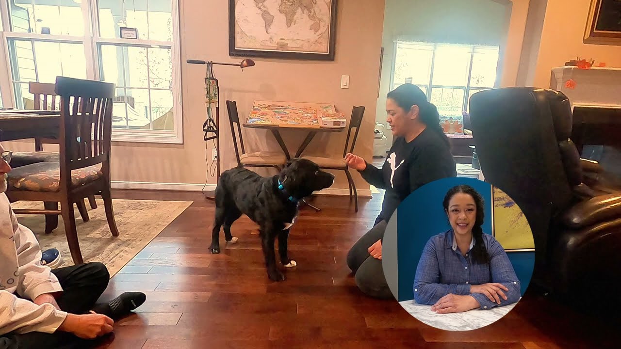 Helping an adolescent dog learn 'down' at home