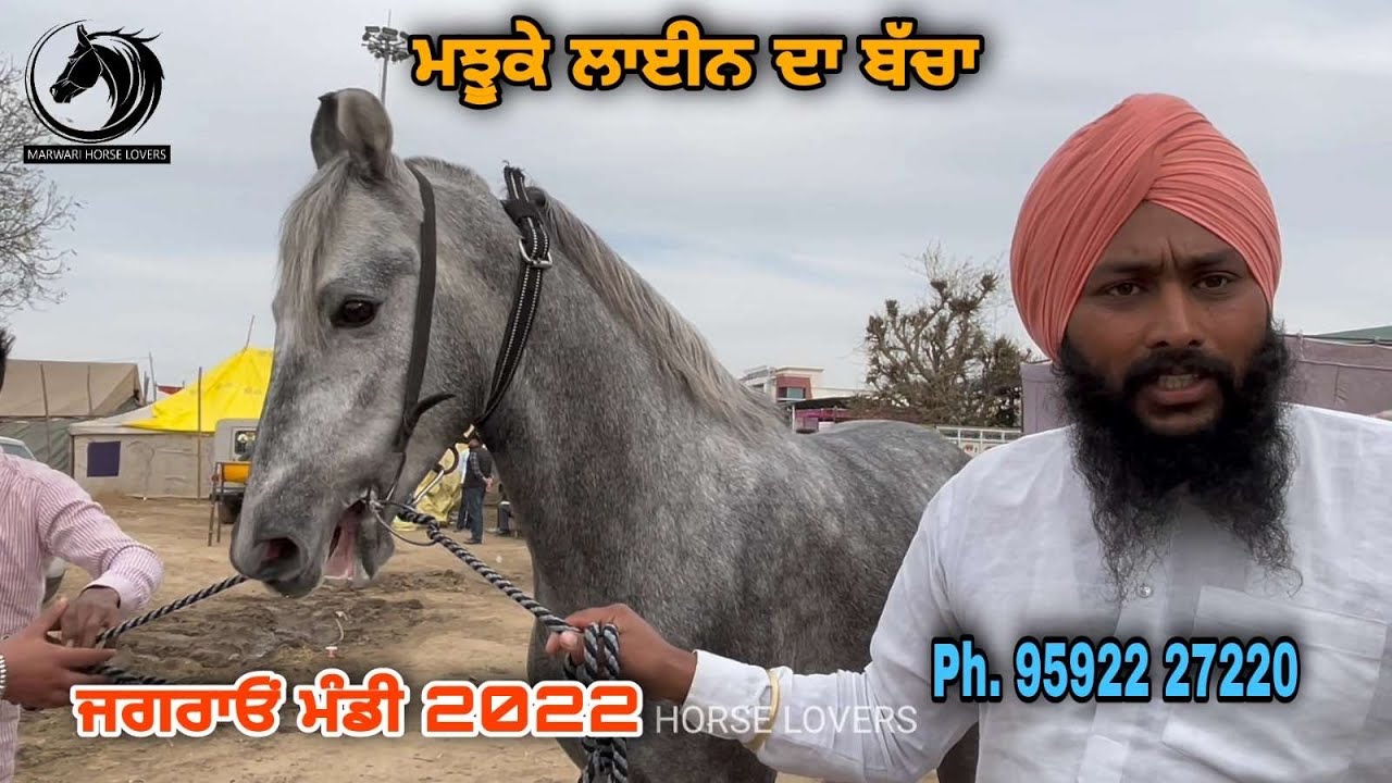 ਸਰਬਜੀਤ ਸਿੰਘ ਜੀ ਲੈਕੇ ਆਏ ਮਝੁੱਕੇ ਲਾਈਨ ਦਾ ਬੱਚਾ #jagraon  (95922 27220)#jagraonmandi #horses #horsefair