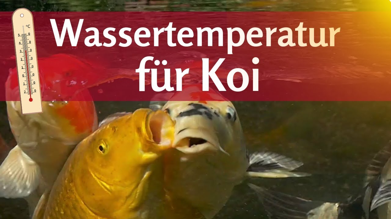 Wassertemperatur für Koi im Teich: Wann wird das Wasser zu heiß im Sommer?