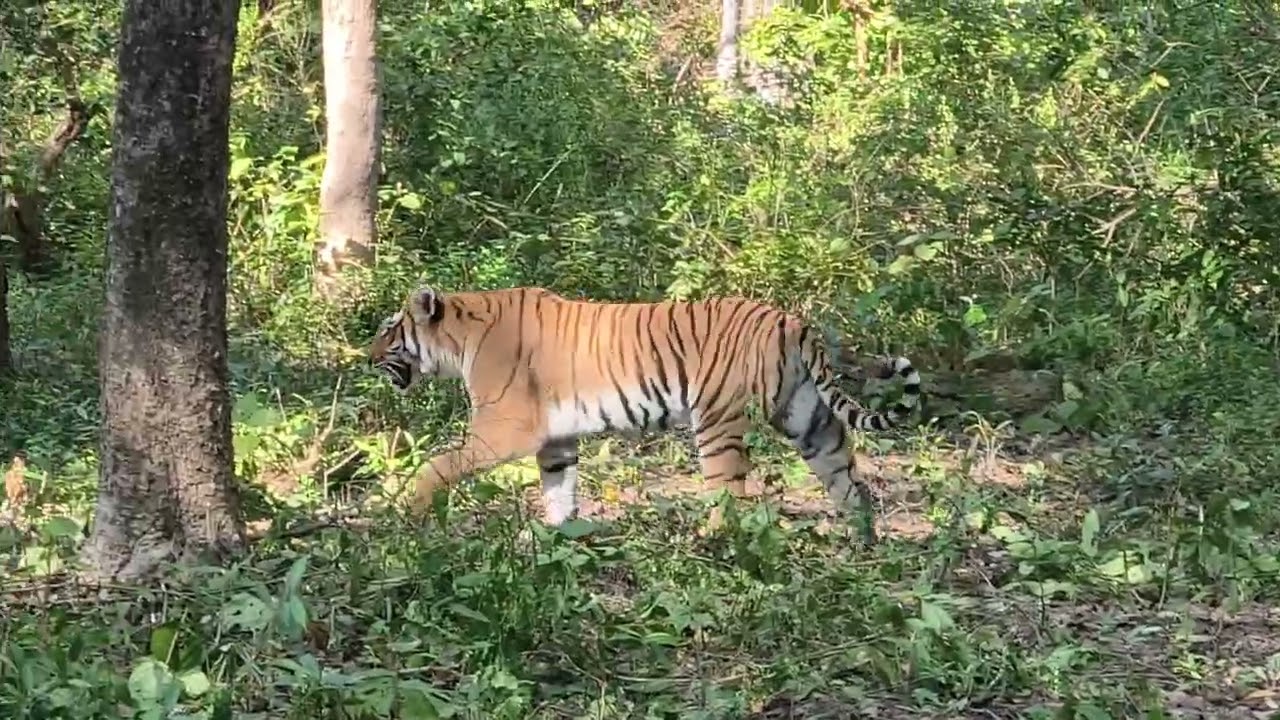 #jimcorbettwildlifeandnatureview #wildlife #nature #tiger 9639740532
