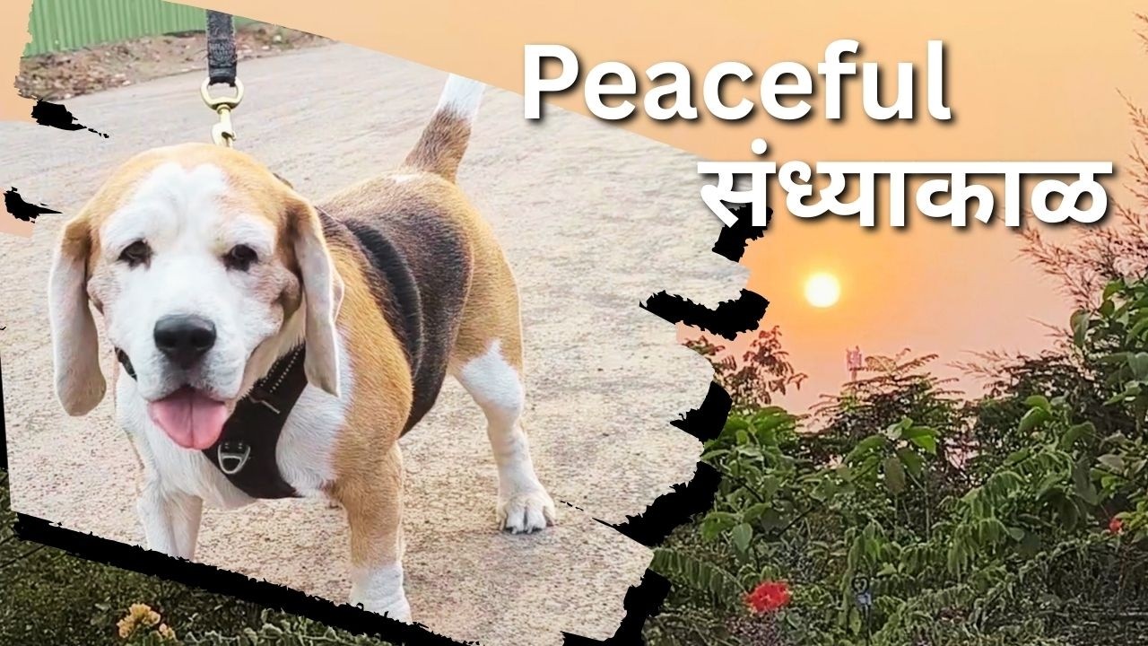 Peaceful संध्याकाळ I NikhsCreator I Vlog - 120