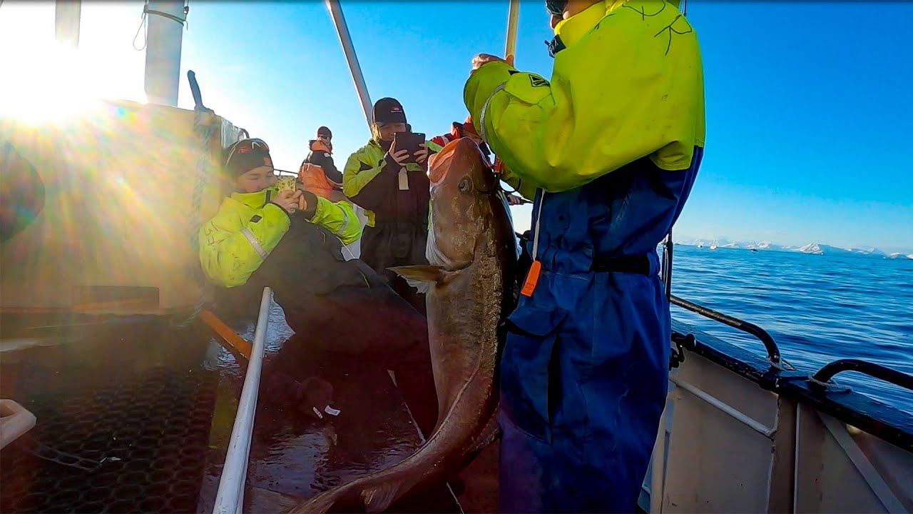 Lofoten folkeh&oslash;gskole, bli med elevene ut p&aring; Lofothavet for &aring; fiske skrei