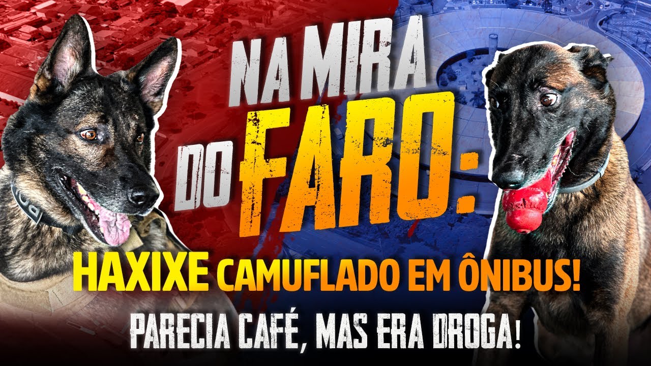 NA MIRA DO FARO: Haxixe Camuflado em Ônibus | Tá Na Tela News