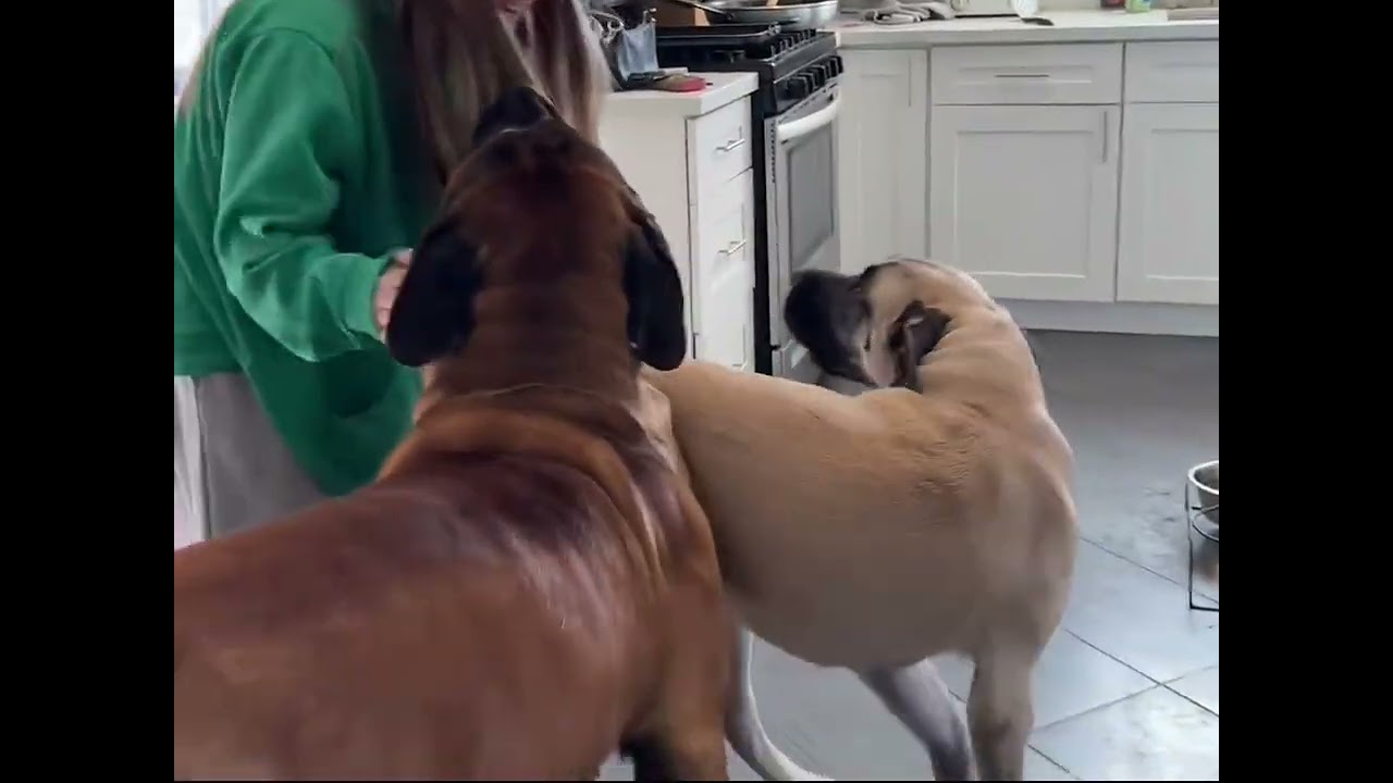 Длинная версия длинного видео. #dogsoftiktok #dogs #fyp #homecoming #bulldog