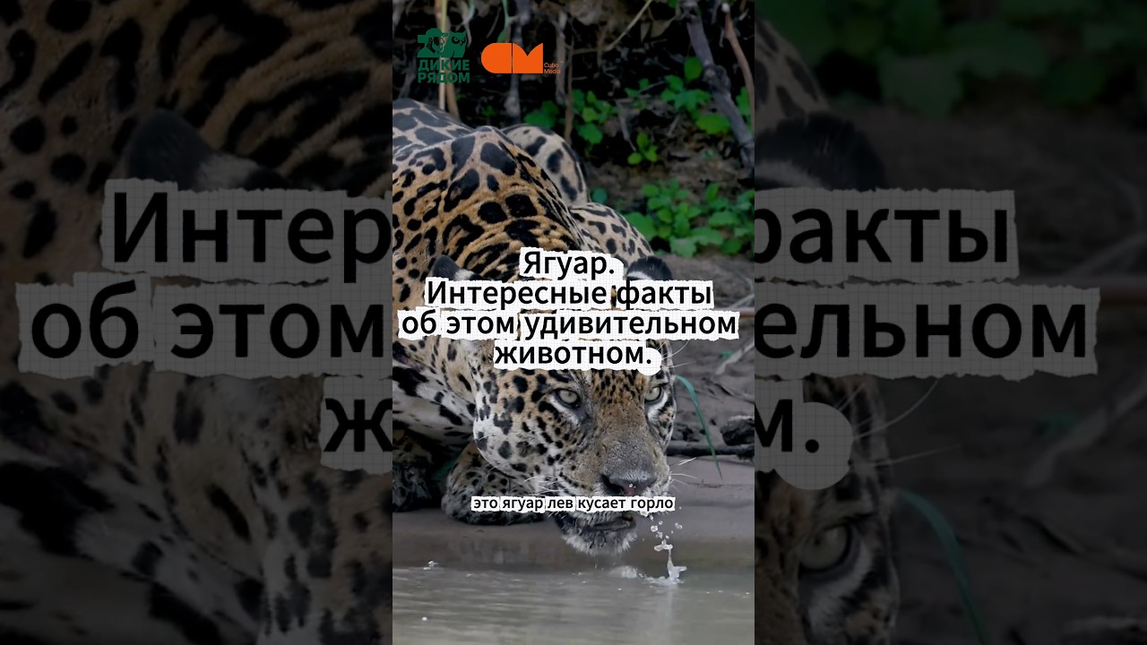 Ягуар. Интересные факты об этом удивительном животном🐆