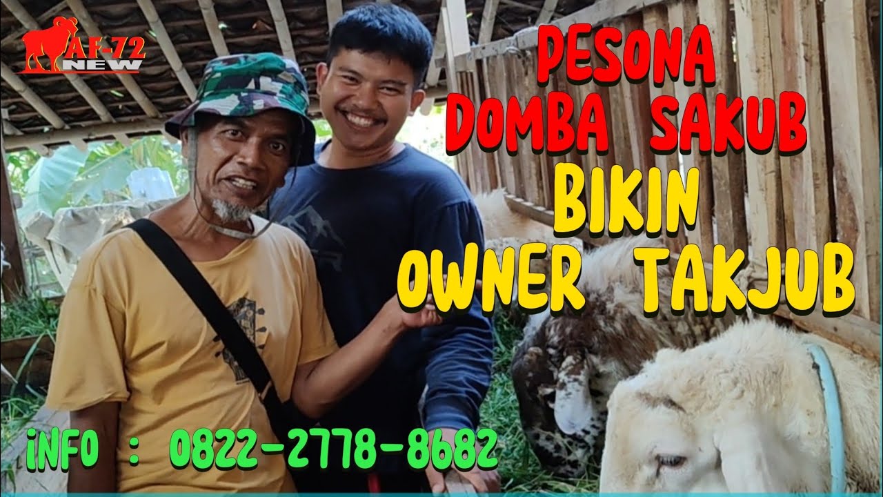 DOMBA SAKUB BIKIN TAKJUB !! UPDATE INFO DOMBA QURBAN HARI INI #af72new #jaguarfarm