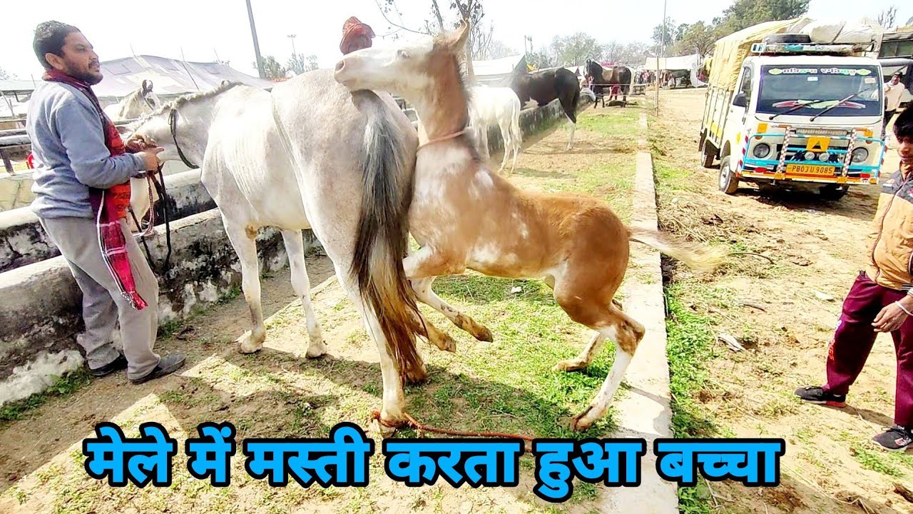 1 महीने का बच्चा मेले में मस्ती करता हुआ  #Balotra Pashu Mela 2022
