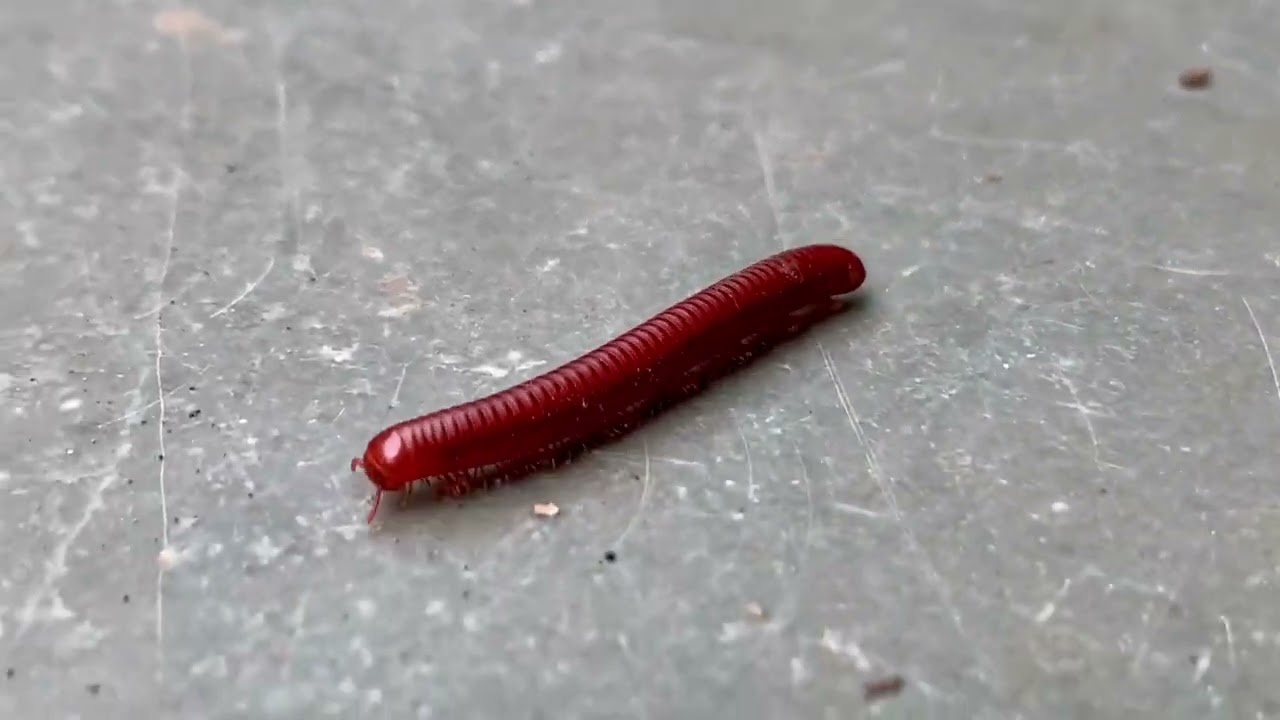 Millipede in 4K
