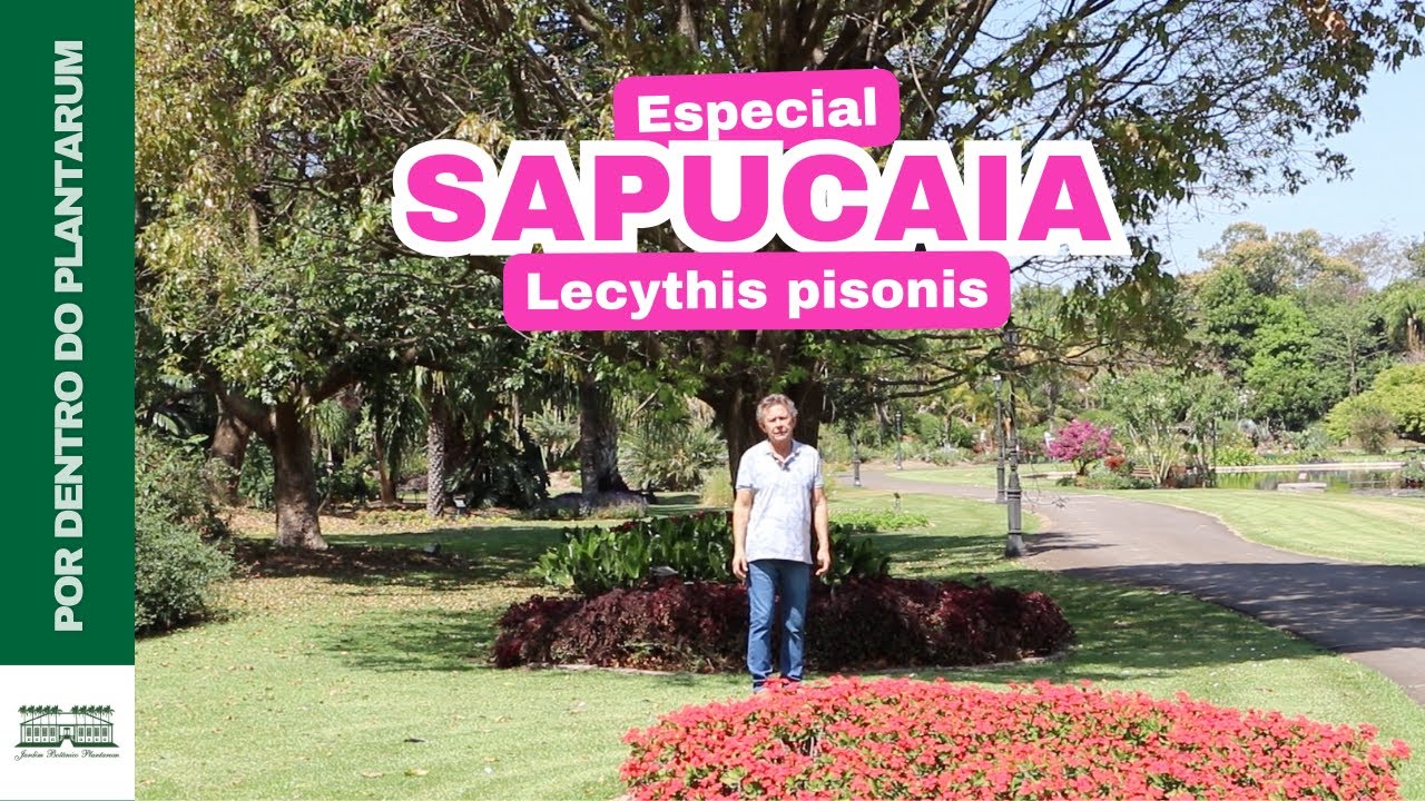 Especial Sapucaia (Lecythis pisonis) | Por Harri Lorenzi | Jardim Botânico Plantarum