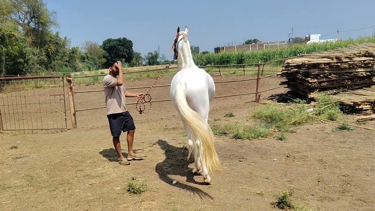 # Nukra Stallion @yadavstudfram7709 