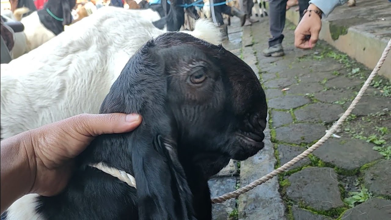 JANTAN 700 RIBU ‼️ CEMPE Murah KAMBING KALIGESING ! Pasar Kambing Kaligesing.