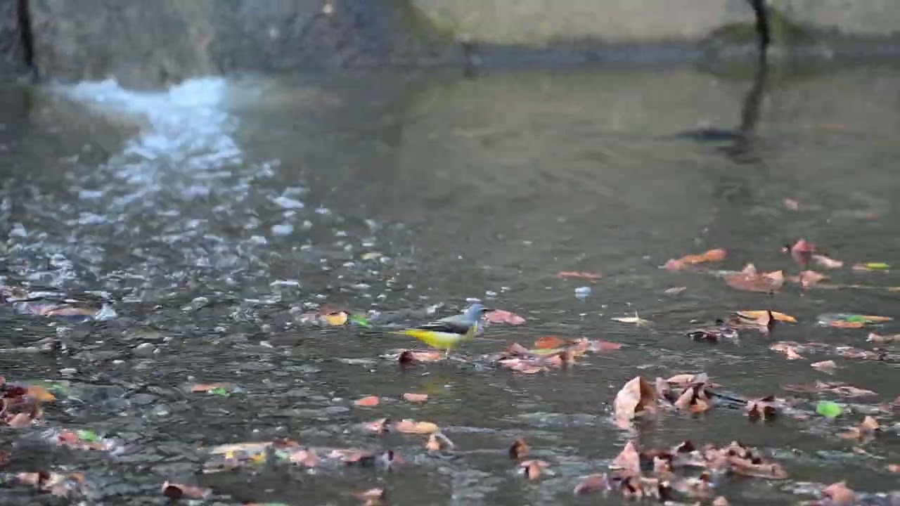 Grey Wagtail at Simpang Kiri, Feb 14, 2026