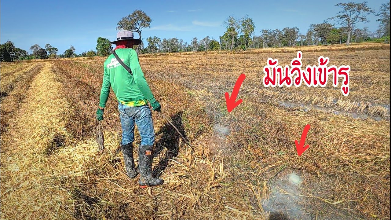 ตัวใหญ่เท่าแมวโพรงหนีเข้ารูตื้นๆแบบนี้ตำน้ำพริกรอได้เลย 😅😅