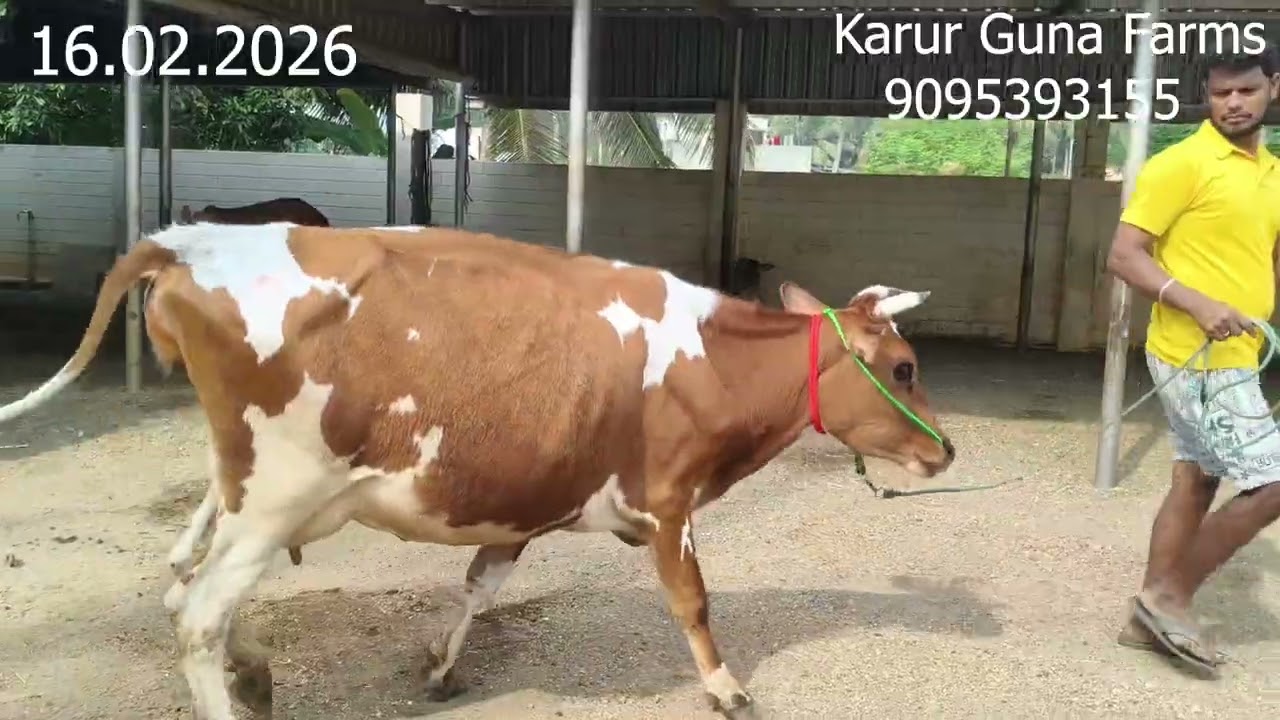 விற்பனைக்கு இரண்டு ஜெர்சி கிடாரி மற்றும் செம்புத்துகாரி கன்று இன்றைய பதிவு.