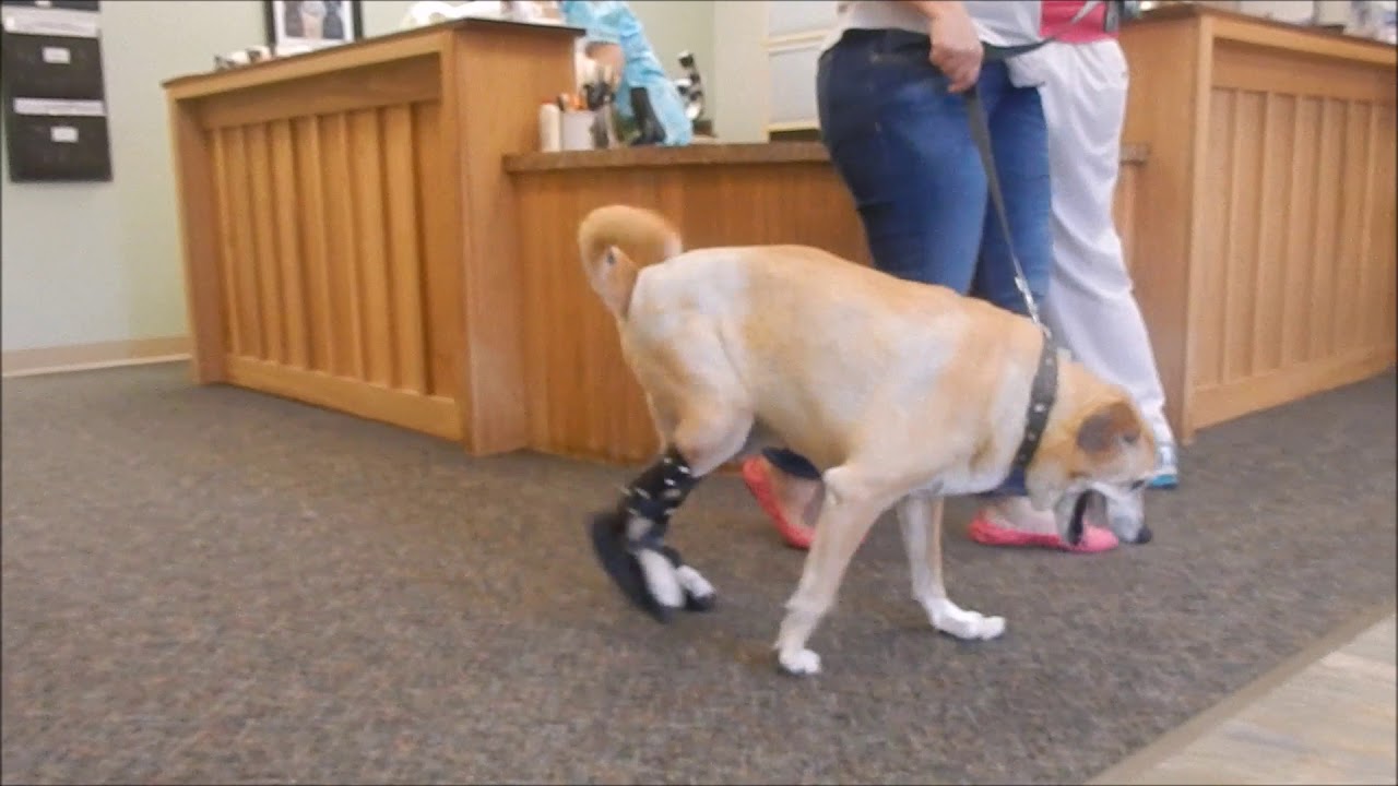 Bosco the Beagle mix with custom My Pet's Hock Braces