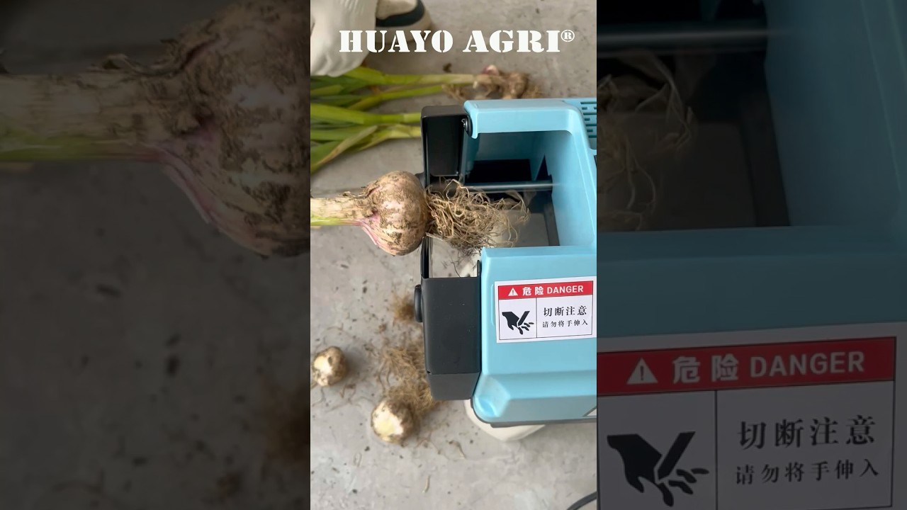 Fresh Garlic root and stem cutting so easily