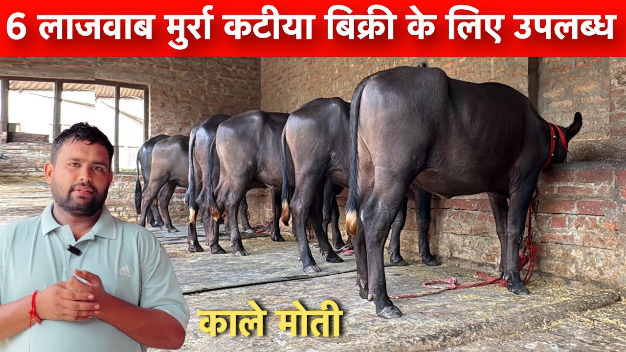 6 मुर्रा कटिया बिक्री के लिए उपलब्ध Krishna dairy farm dhamtan Sahib ताजा विडीयो ✅