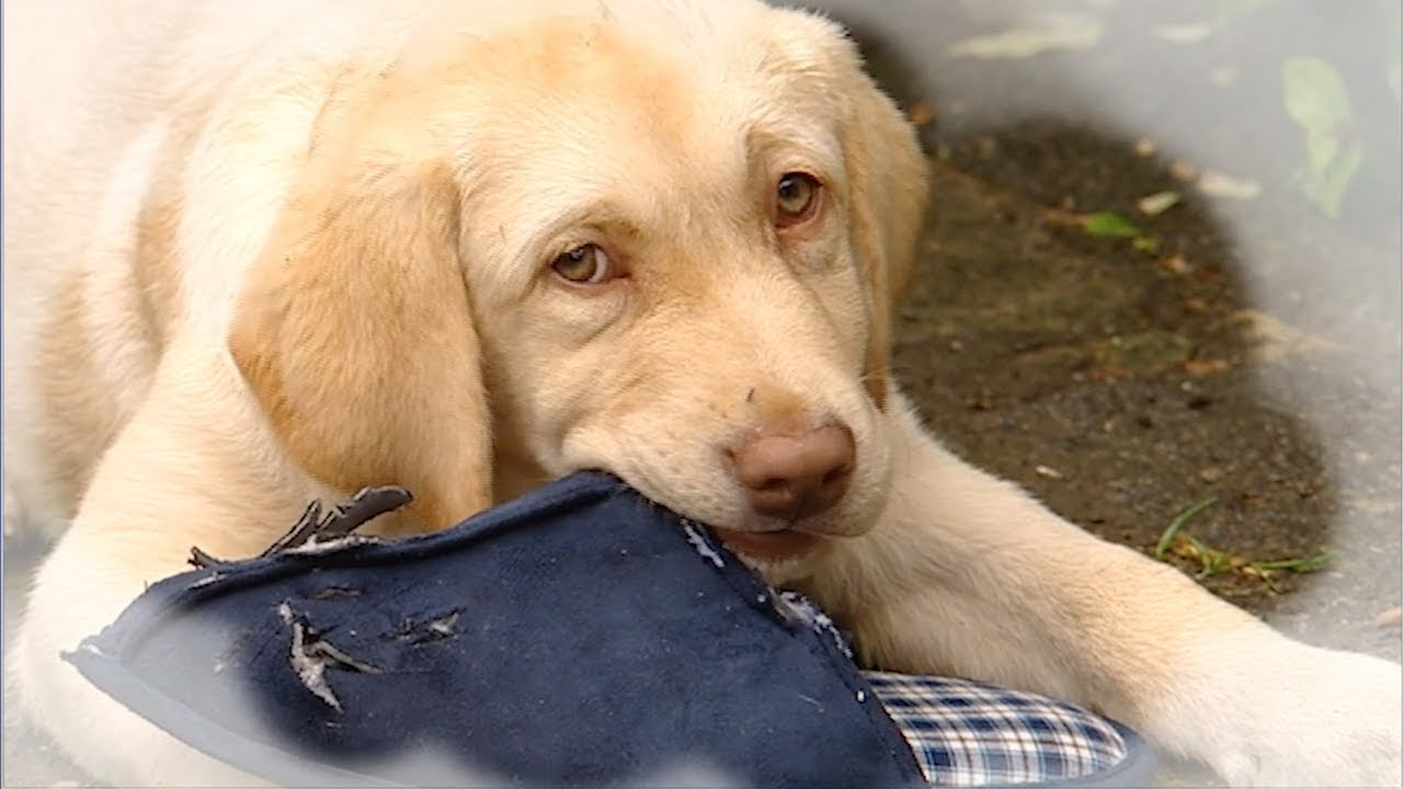 He's Got to Go – Big Barn Farm FULL EPISODE on ZeeKay Junior