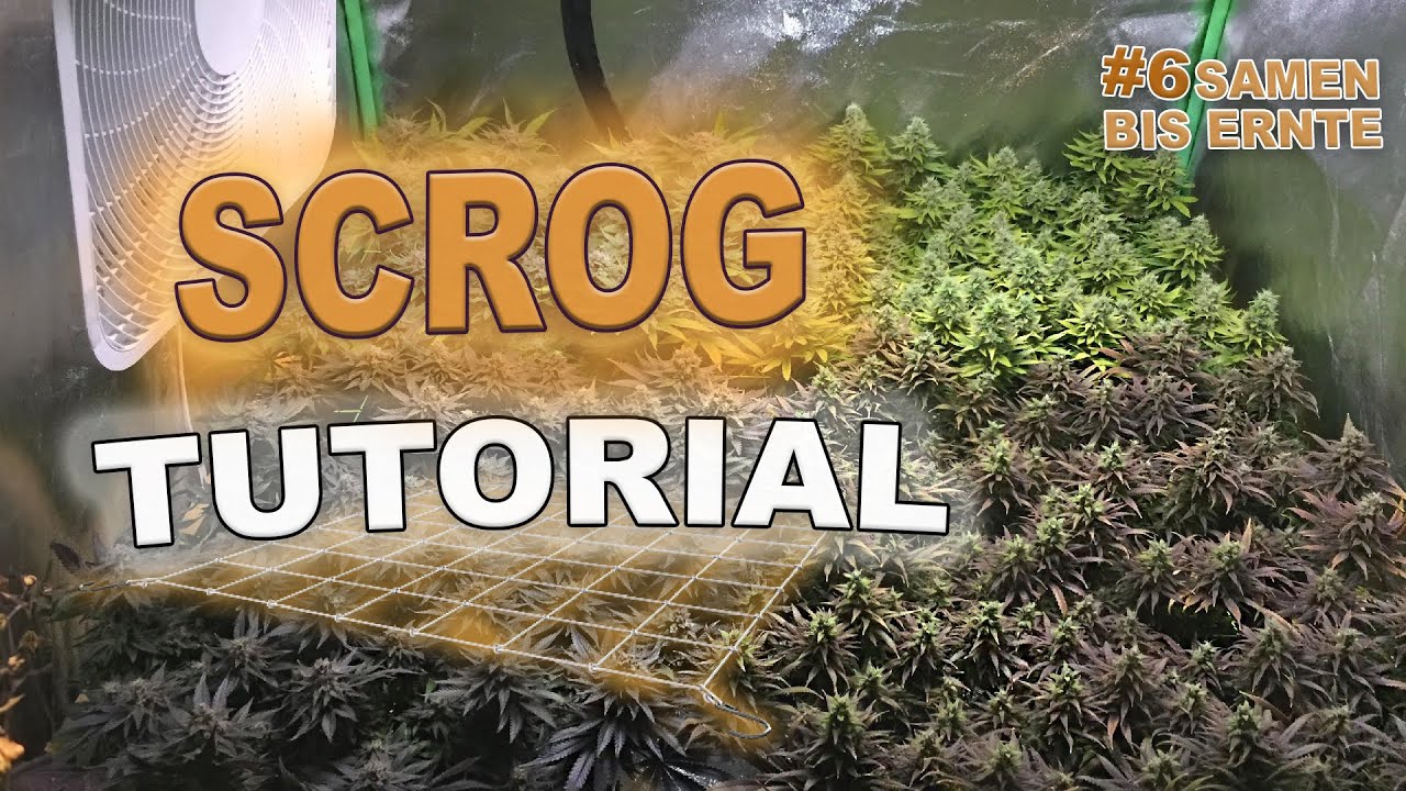 Mehr Ertrag & Qualit&auml;t - Mit Der SCROG Methode 🥦 Anbau f&uuml;r Anf&auml;nger