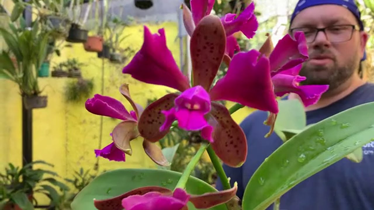 Cattleya Pão de Açúcar, tour no orquidário!!