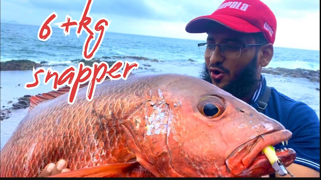 Huge snapper on zman soft lure || soft lure fishing || big Snapper  mangrove jack || तांबोशी मासा