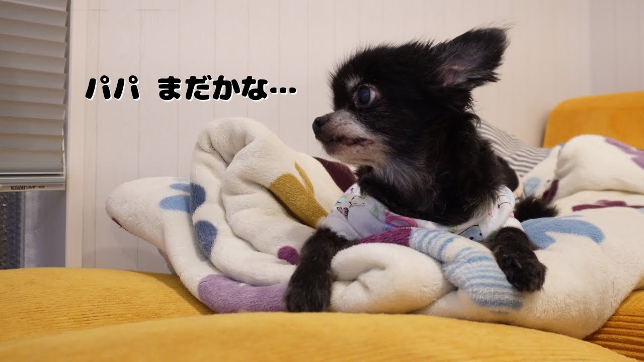 出張を知らずにパパの帰りを夜通し待ち続けた老犬。その姿に涙が止まらない