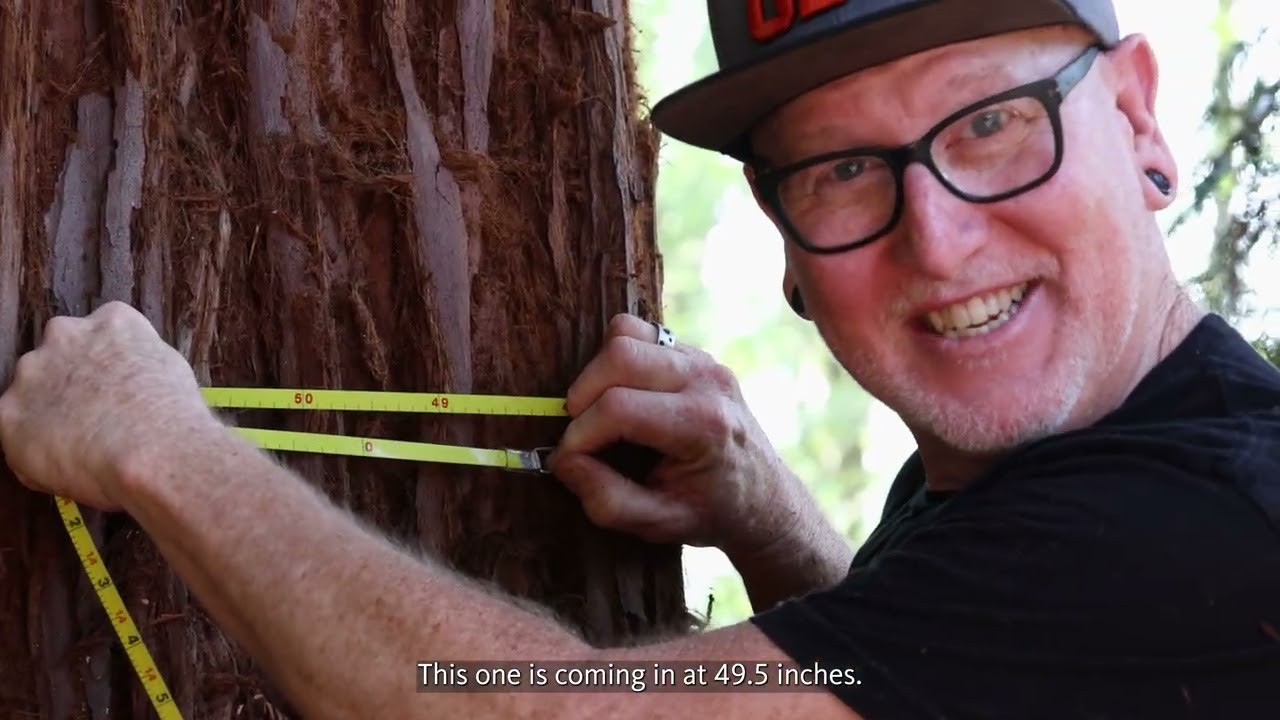Do you know the difference between a coast redwood and a giant sequoia?