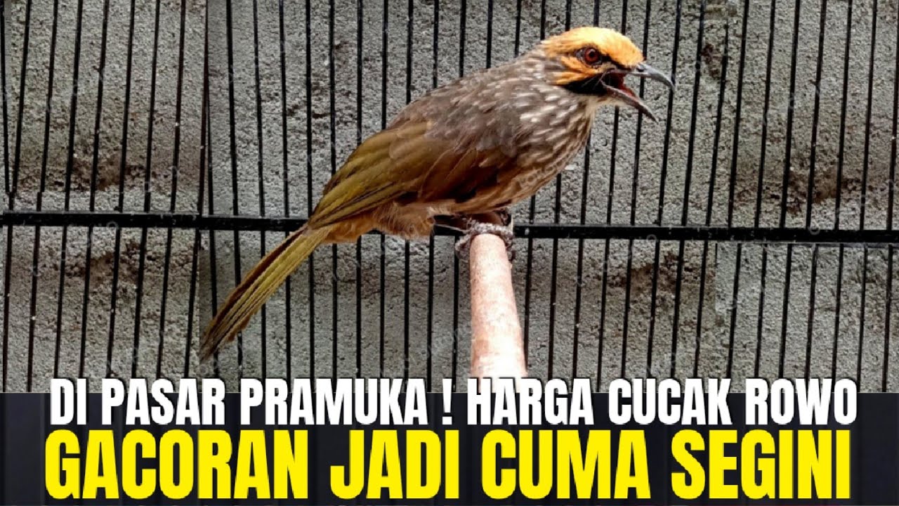 MAKIN TERANCAM !!! HARGA BURUNG CUCAK ROWO GACORAN 2025 JADI CUMA SEGINI DI PASAR PRAMUKA !