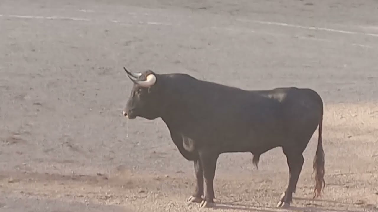 SALIDA 4º NOVILLO DE SOTO DE LA FUENTE 