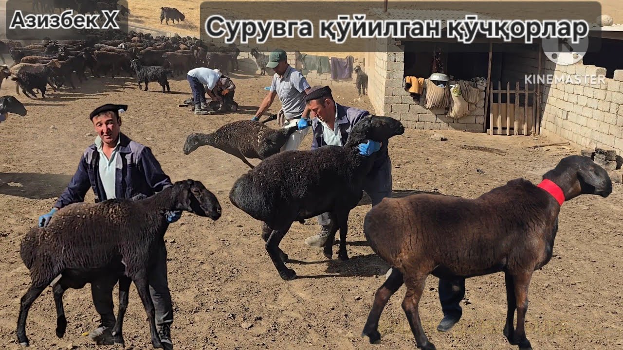 Атарни гул касаллигига қарши емладик, Сурувлар бирин кетин қишлайдиган жойларига кетишмоқда 