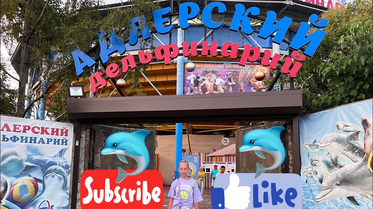 Обзор на Адлерский дельфинарий, дельфинарий в Адлере, куда сходить в Адлере, дельфины Адлер
