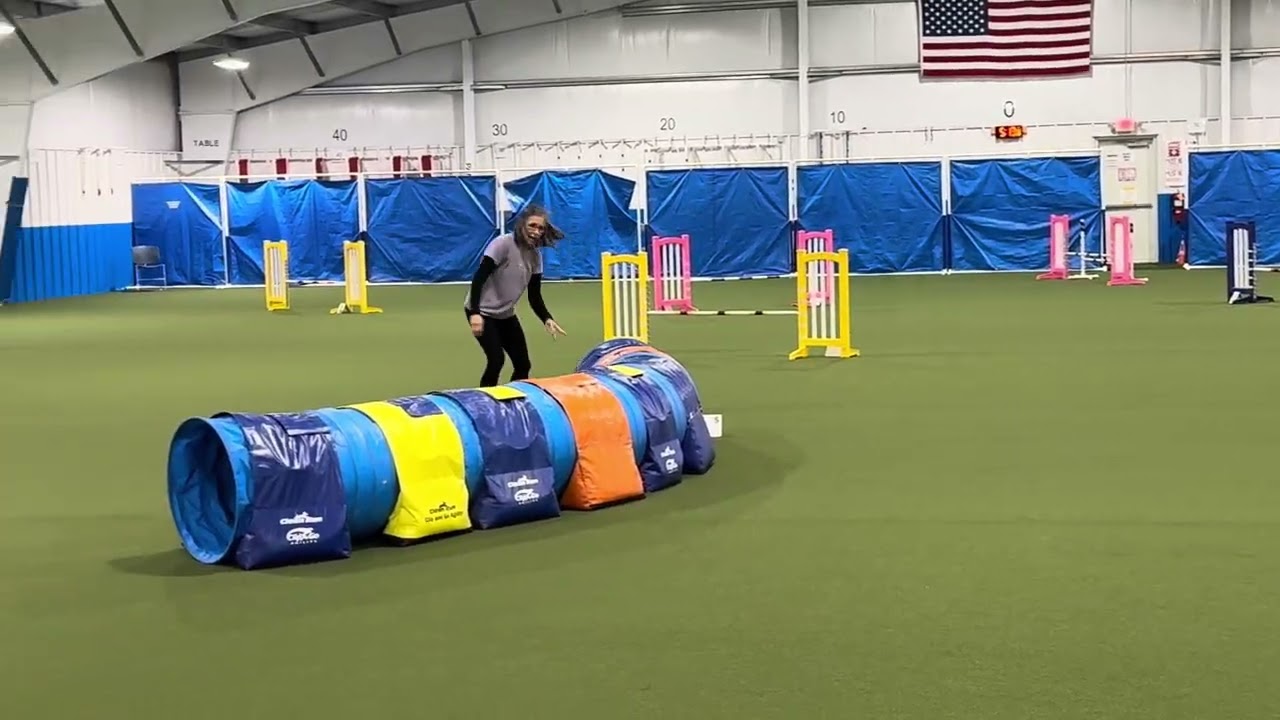 Jumpers USDAA advanced Feb 2026