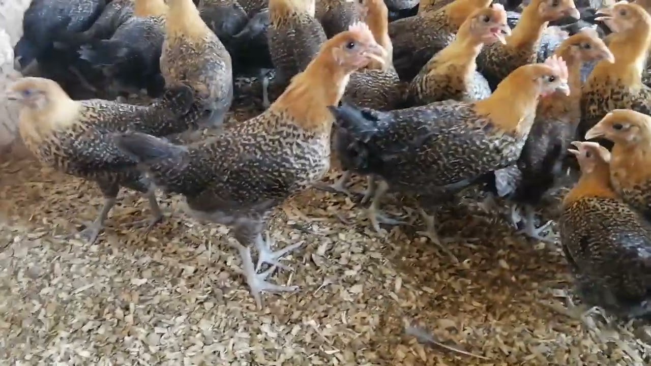 الاخوان متوفيرفلوس فيومي ذهبي للبيع بإذن الله واخض تلقيحات الأساسي الهاتف0700750056مدينة سيدي سلمان