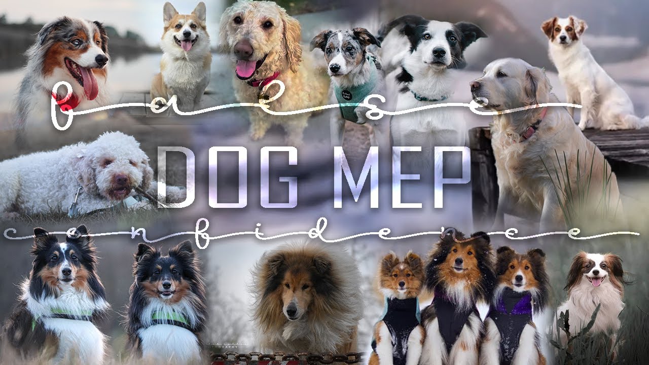 False Confidence || Dog MEP