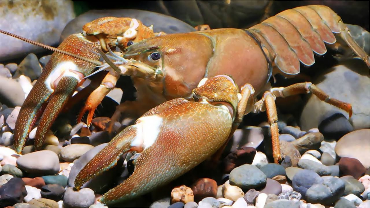 Сигнальный рак (Pacifastacus leniusculus)