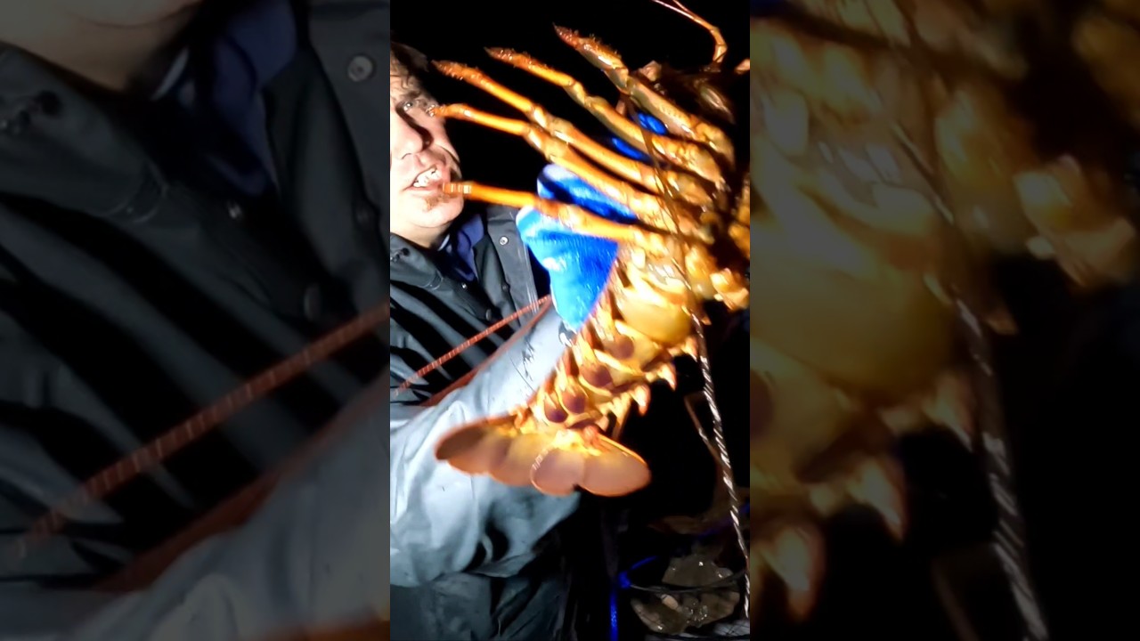 1 hour lobster limit