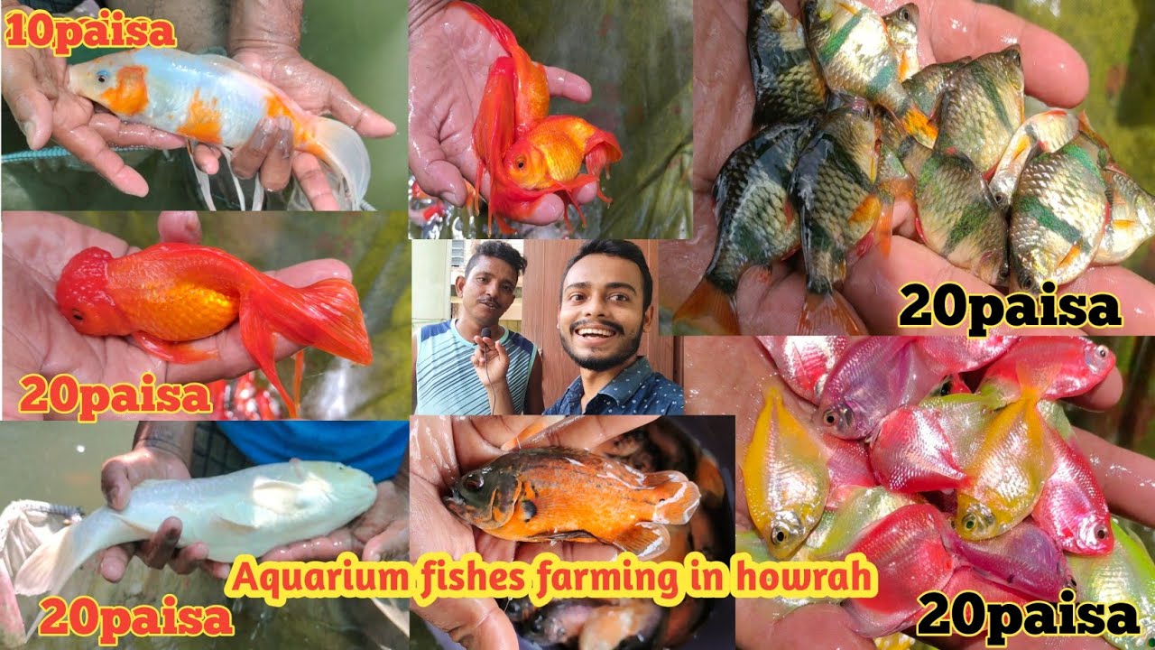 Ornamental fish farming in Howrah | Cheapest aquarium fishes price | Fish | Fish farming | Fishing