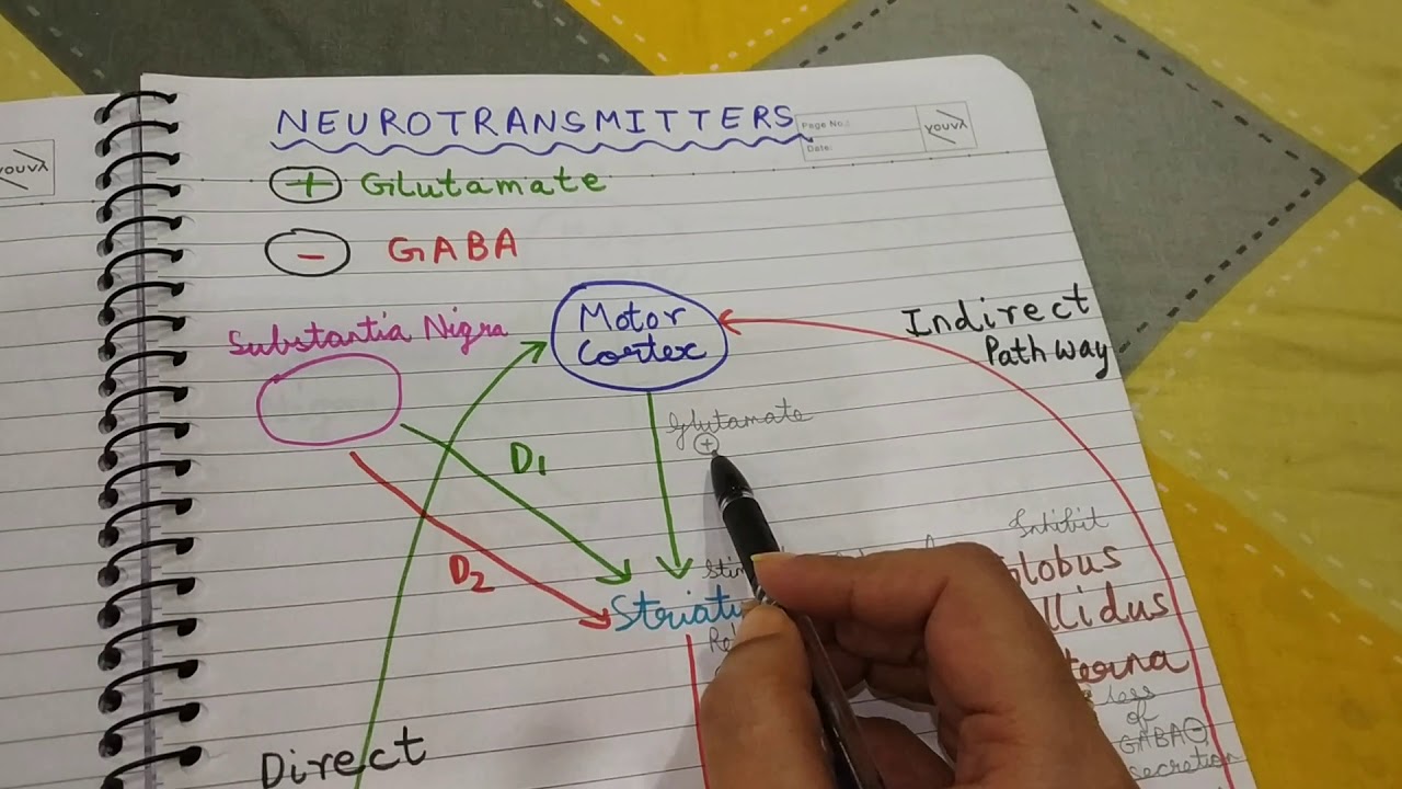 Basal ganglia - Concept of Direct and Indirect Pathway