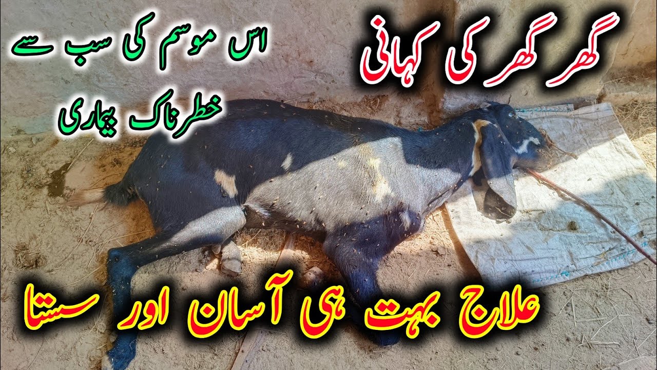 Treatment Of Blood Paracite in Goats - Goat Fever Treatment - Bkri KY Bukhar Ka Ilaj