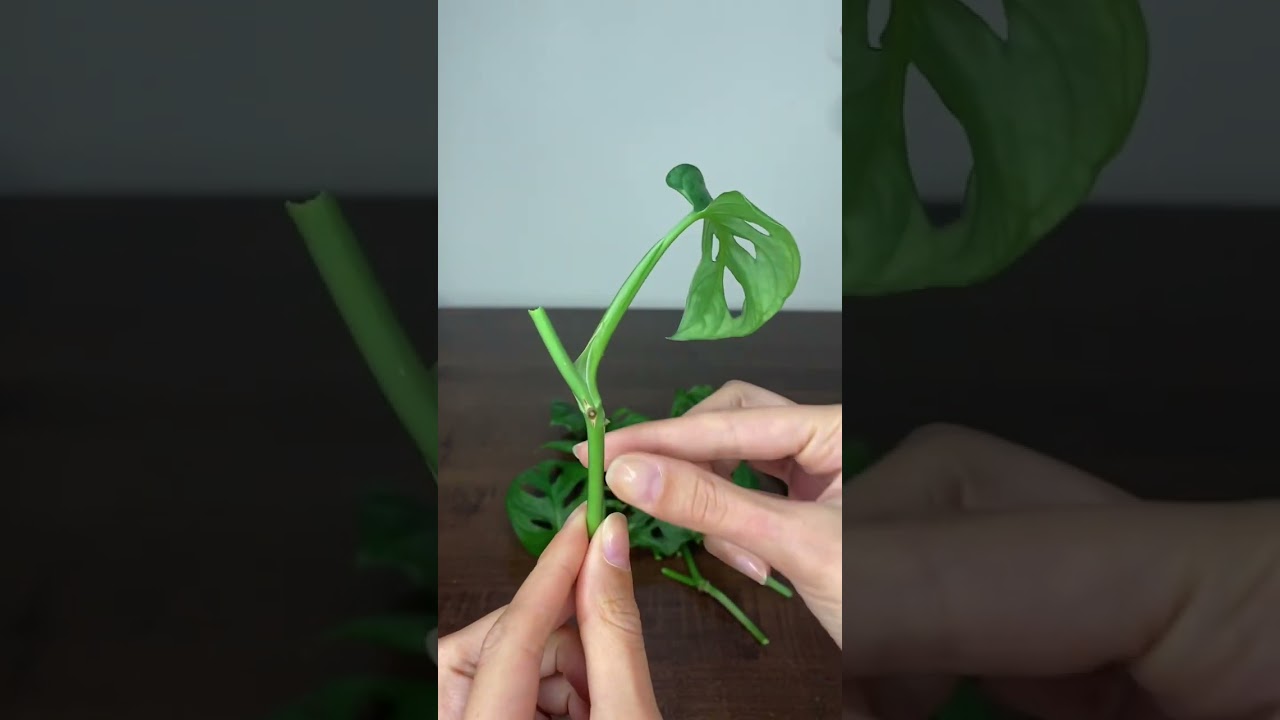 إكثار نبتة المونستيرا / كف الدب من الورق بالماء 💦🌿