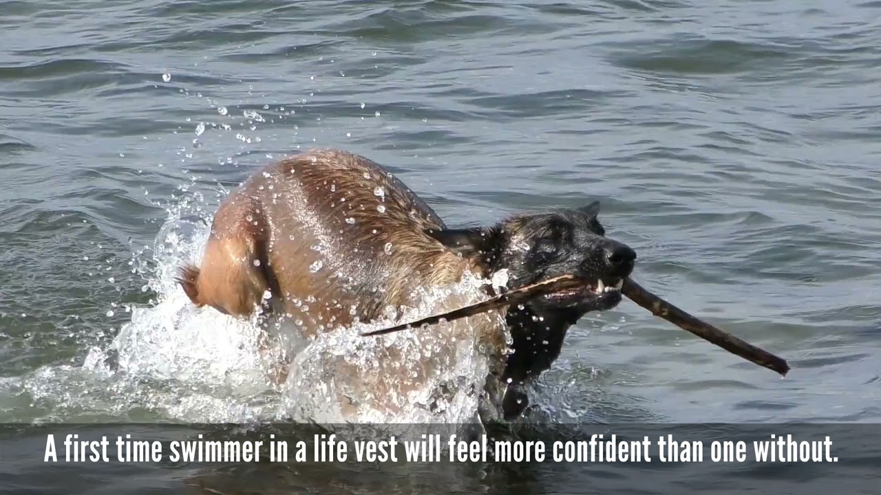 Can All Dogs Swim?