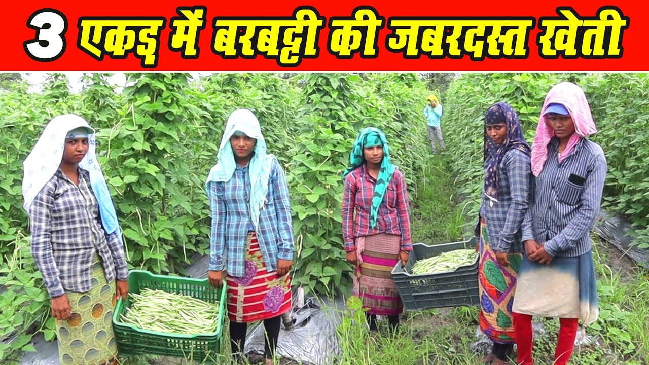 बरबटी की खेती कैसे करें | Barbati ki kheti kaise karen |