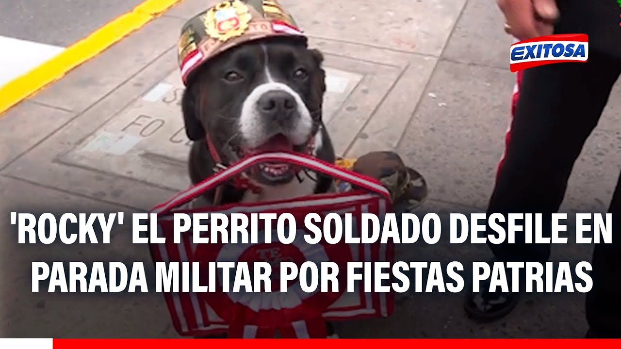 🔴🔵 Pueblo Libre: 'Rocky' el perrito soldado desfile en Parada Militar por Fiestas Patrias