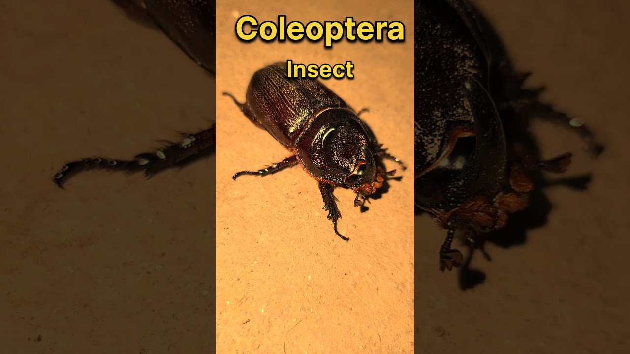 Iitna Ajib Keeda | Coleoptera