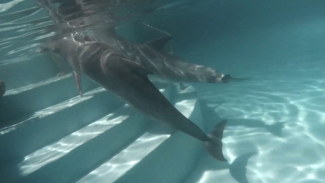 Video Underwater SJCAM SJ8 Plus