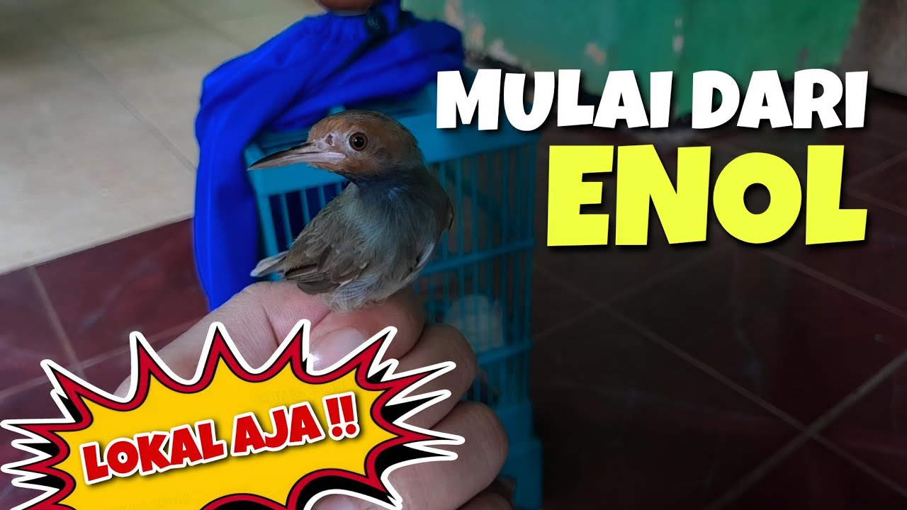 PEMULA WAJIB PAHAM ‼️ CARA MERAWAT BURUNG PRENJAK BAHAN AGAR CEPAT GACOR
